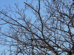 山手イタリア山庭園　桜の開花情報3/20