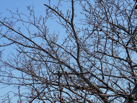 山手イタリア山庭園 桜の開花情報3/20の写真
