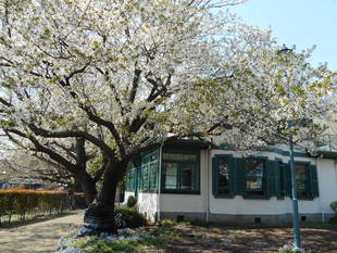  山手イタリア山庭園　桜の開花情報　【４月13日版】