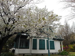  山手イタリア山庭園　桜の開花情報　【４月11日版】