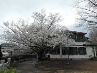  山手イタリア山庭園　桜の開花情報　【４月7日版】