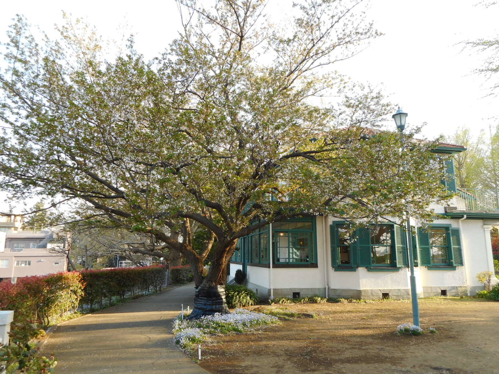  山手イタリア山庭園　桜の開花情報　【４月17日版】の写真
