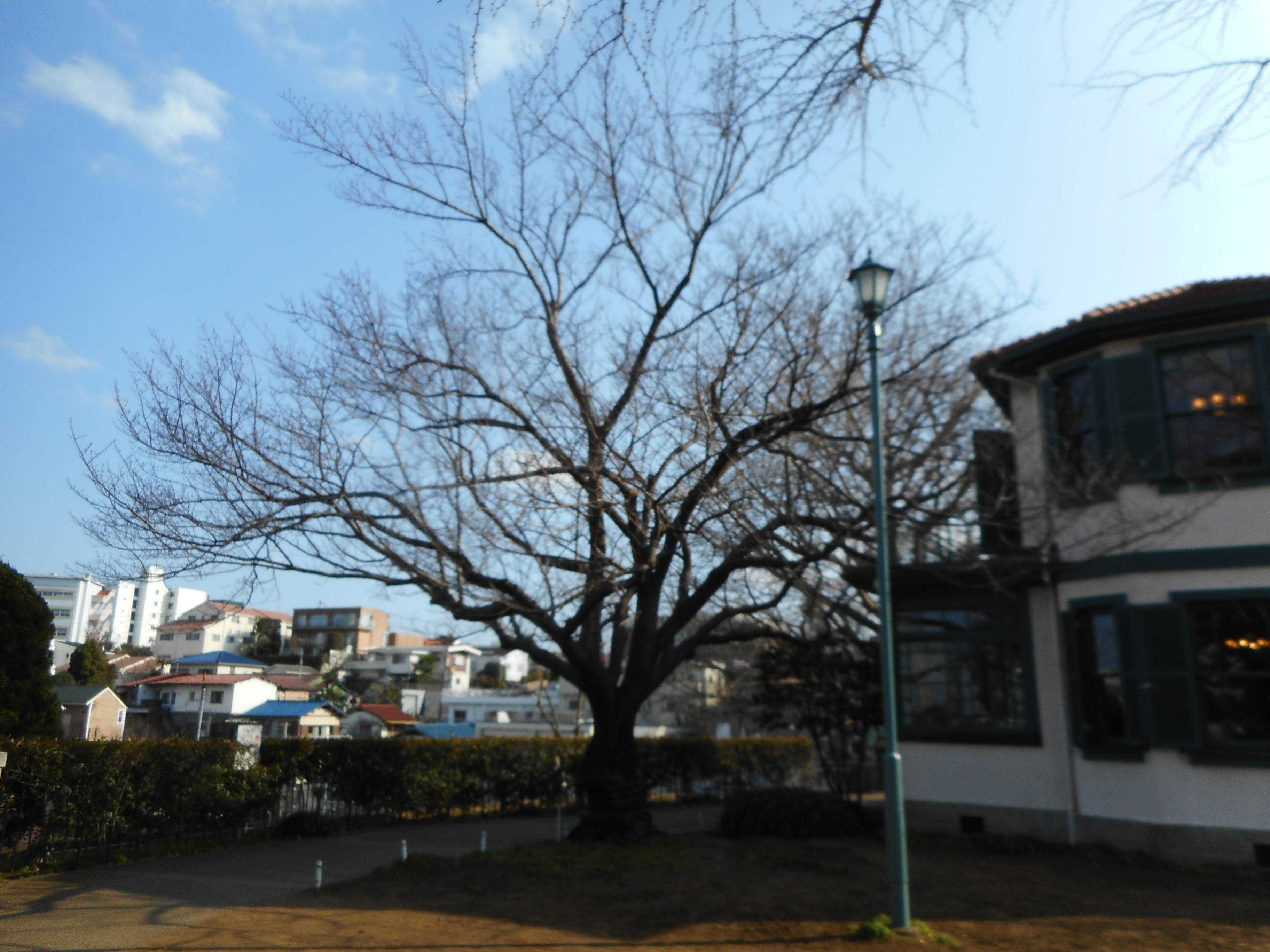 2018 山手イタリア山庭園　桜情報の写真