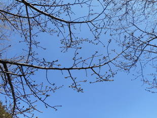 2018 山手イタリア山庭園　桜情報
