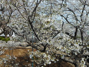 山手イタリア山庭園　桜情報【3／26】