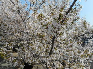 山手イタリア山庭園　桜情報【3／31】