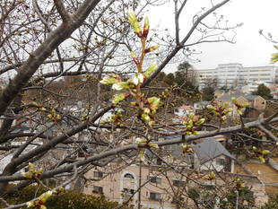 山手イタリア山庭園　桜情報【3／19】