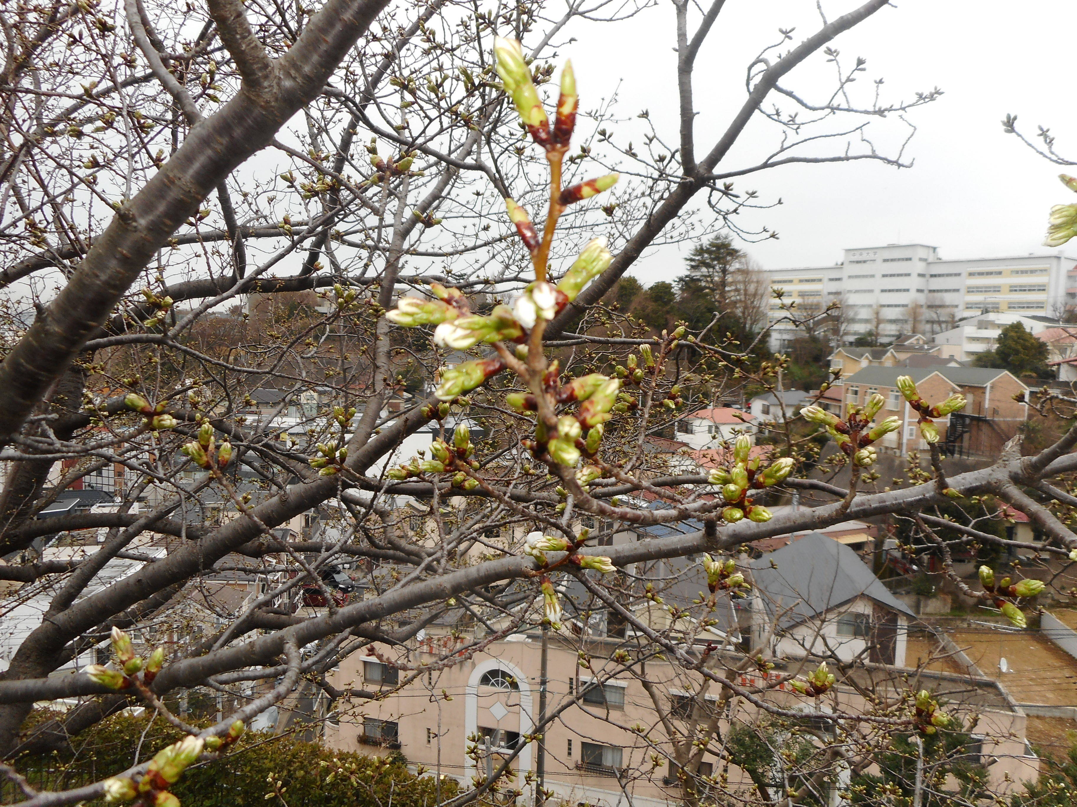 山手イタリア山庭園　桜情報【3／19】の写真