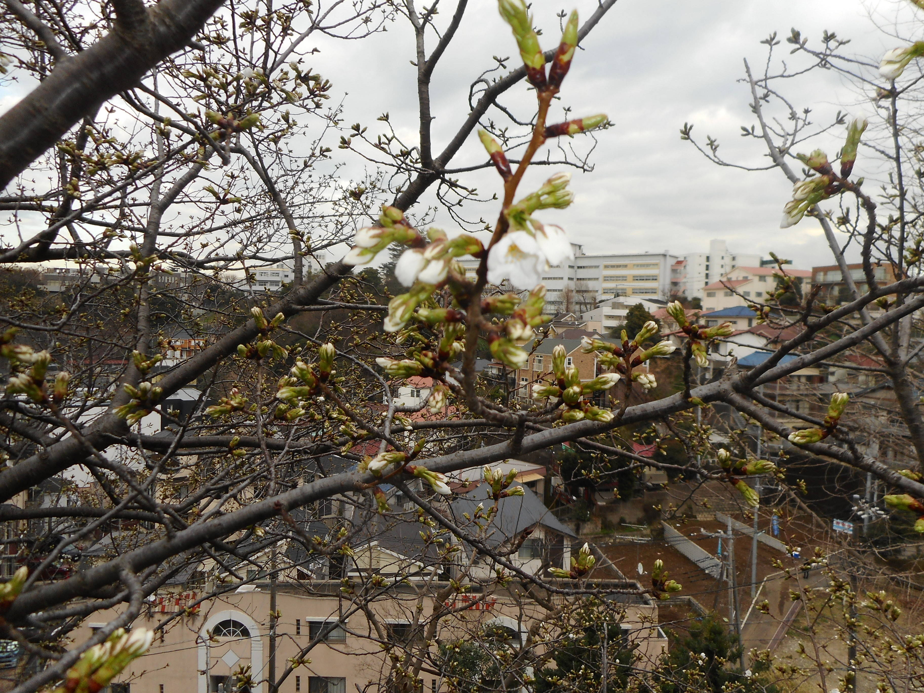 山手イタリア山庭園　桜情報【3／22】の写真