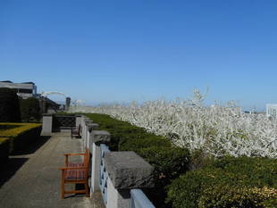 イタリア山庭園の春