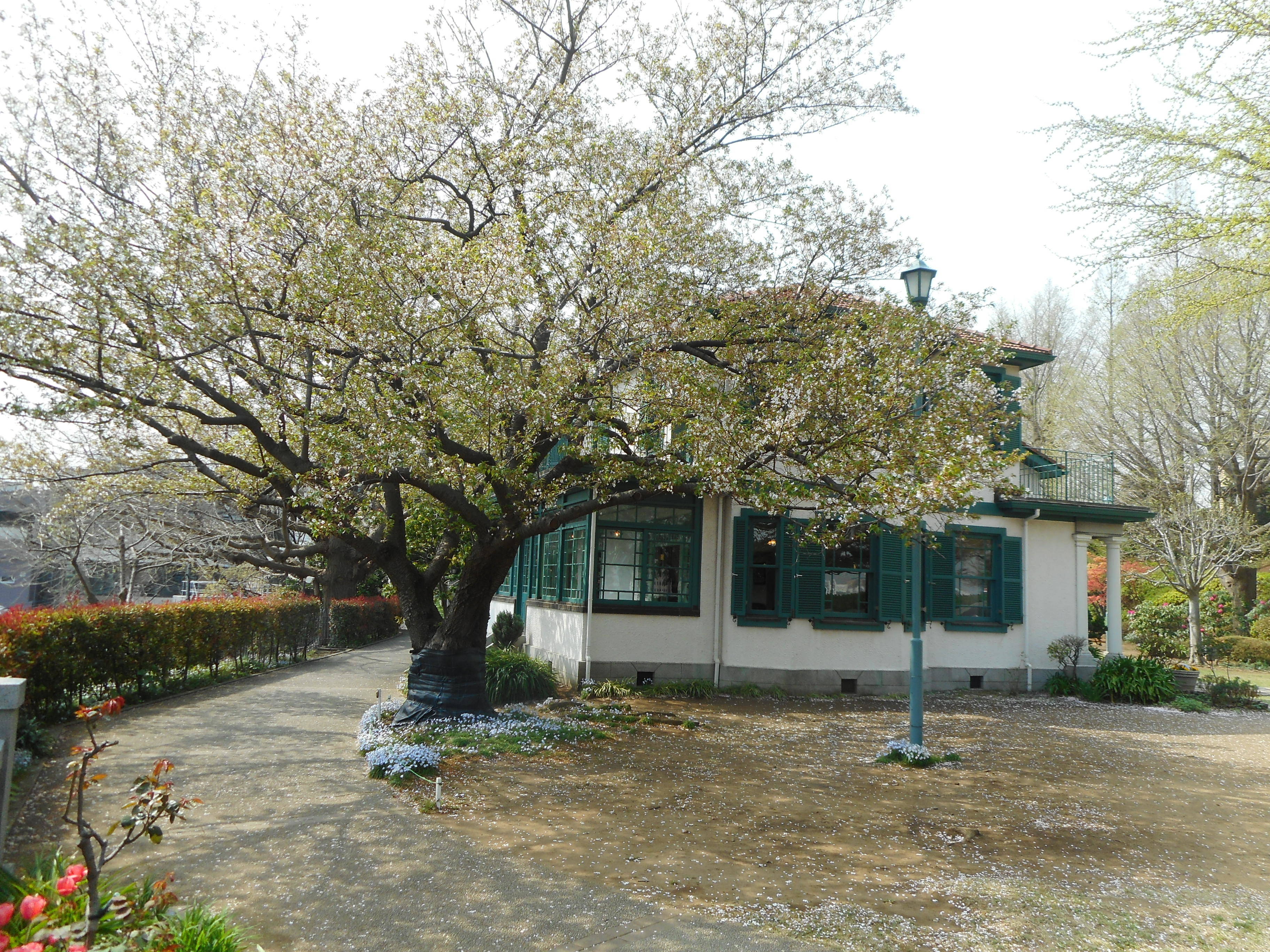  山手イタリア山庭園　桜情報【4／3】の写真