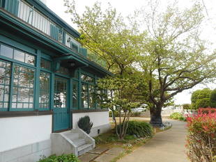  山手イタリア山庭園　桜情報【4／8】