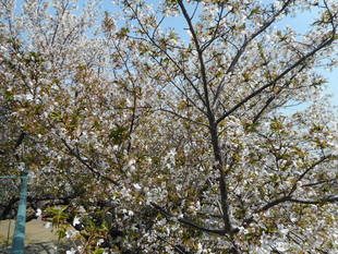  山手イタリア山庭園　桜情報【4／1】