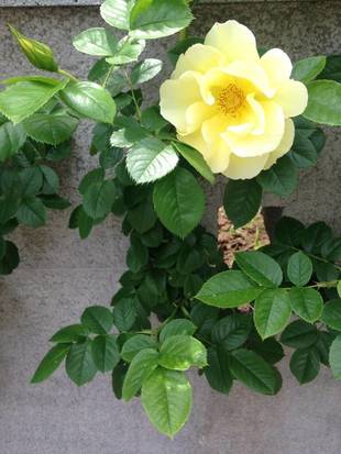 イタリア山庭園の5月の庭