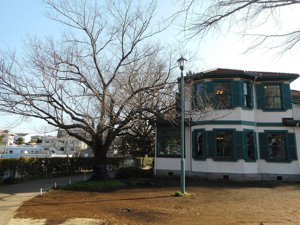 山手イタリア山庭園　桜情報【2/28】の写真