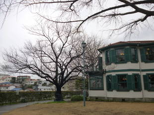 山手イタリア山庭園　桜情報【3/7】