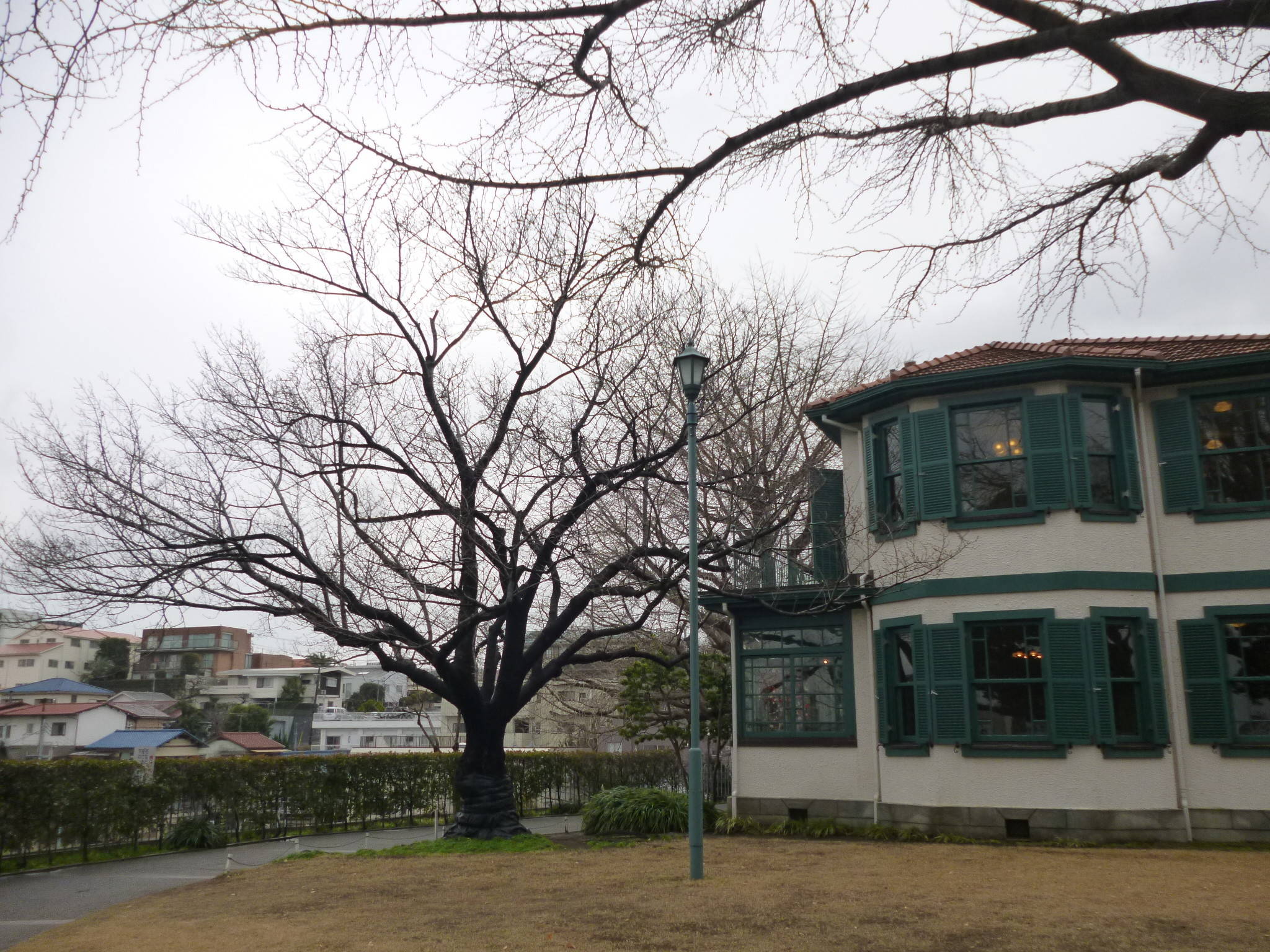 山手イタリア山庭園　桜情報【3/7】の写真