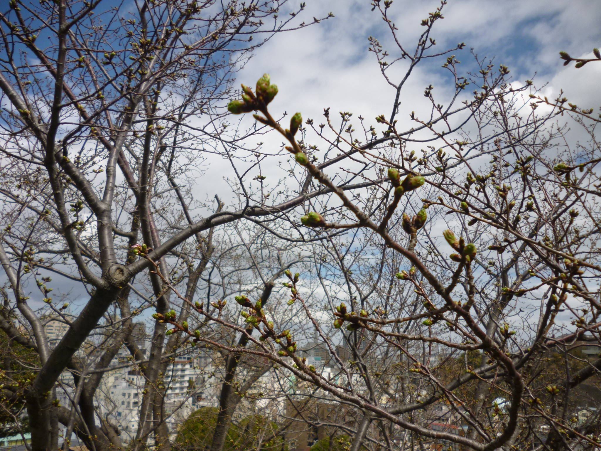  山手イタリア山庭園　桜情報【3/21】の写真