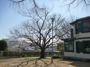  山手イタリア山庭園　桜情報【3/14】