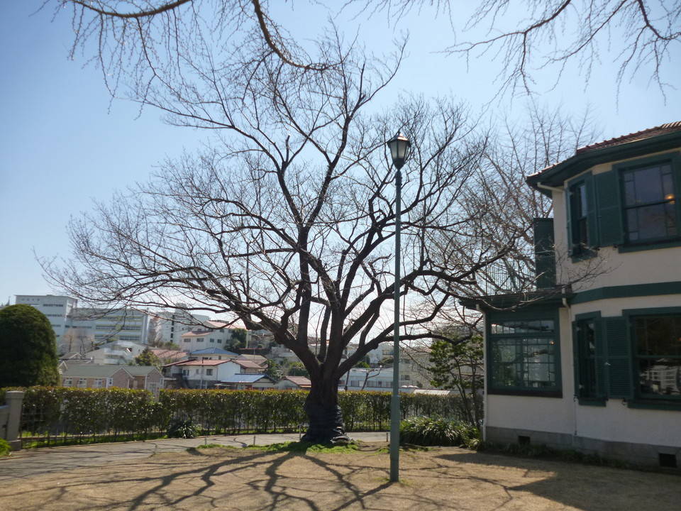  山手イタリア山庭園　桜情報【3/14】の写真