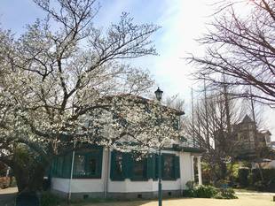  山手イタリア山庭園　桜情報【3/28】