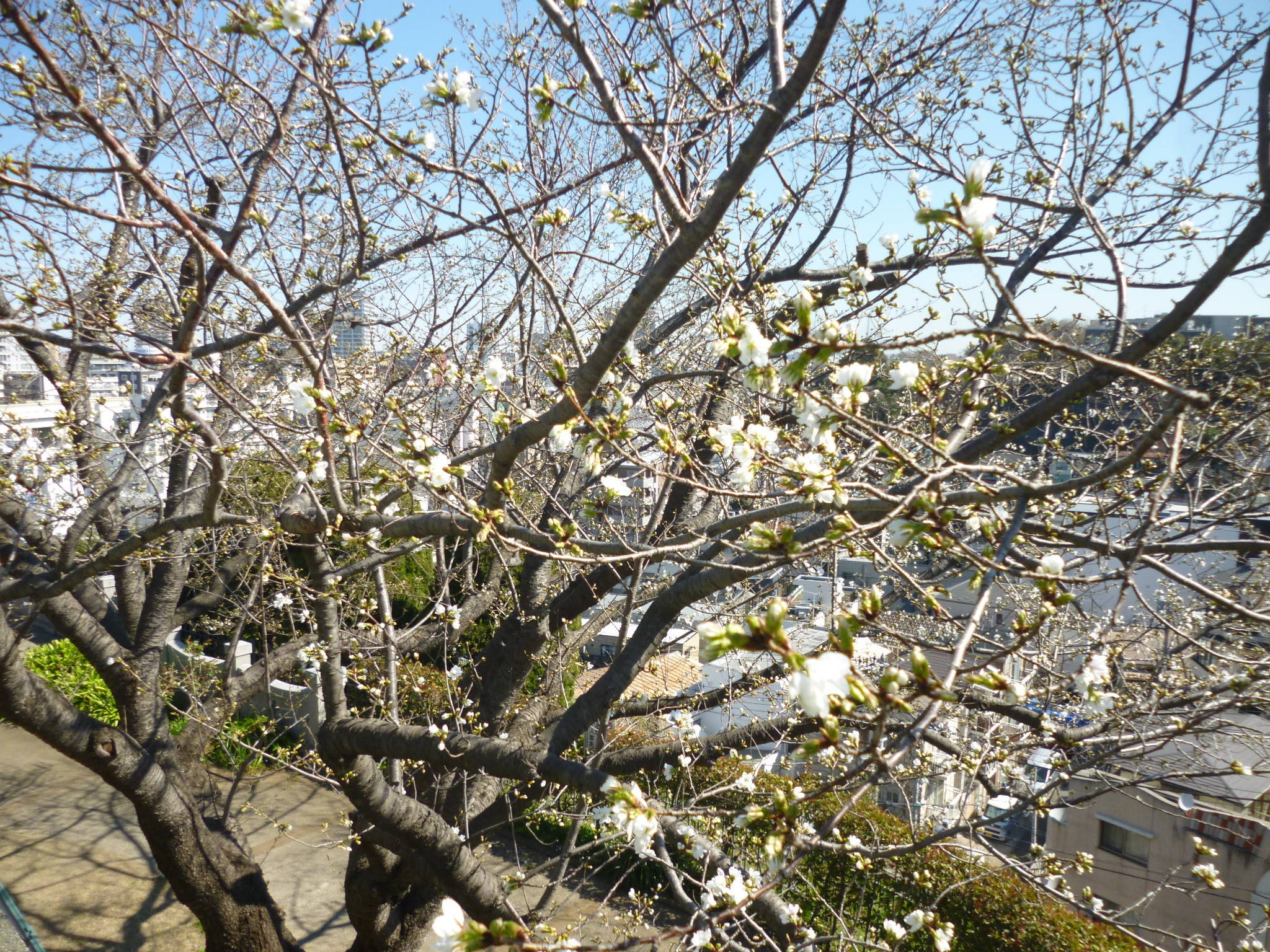  山手イタリア山庭園　桜情報【3/24】の写真