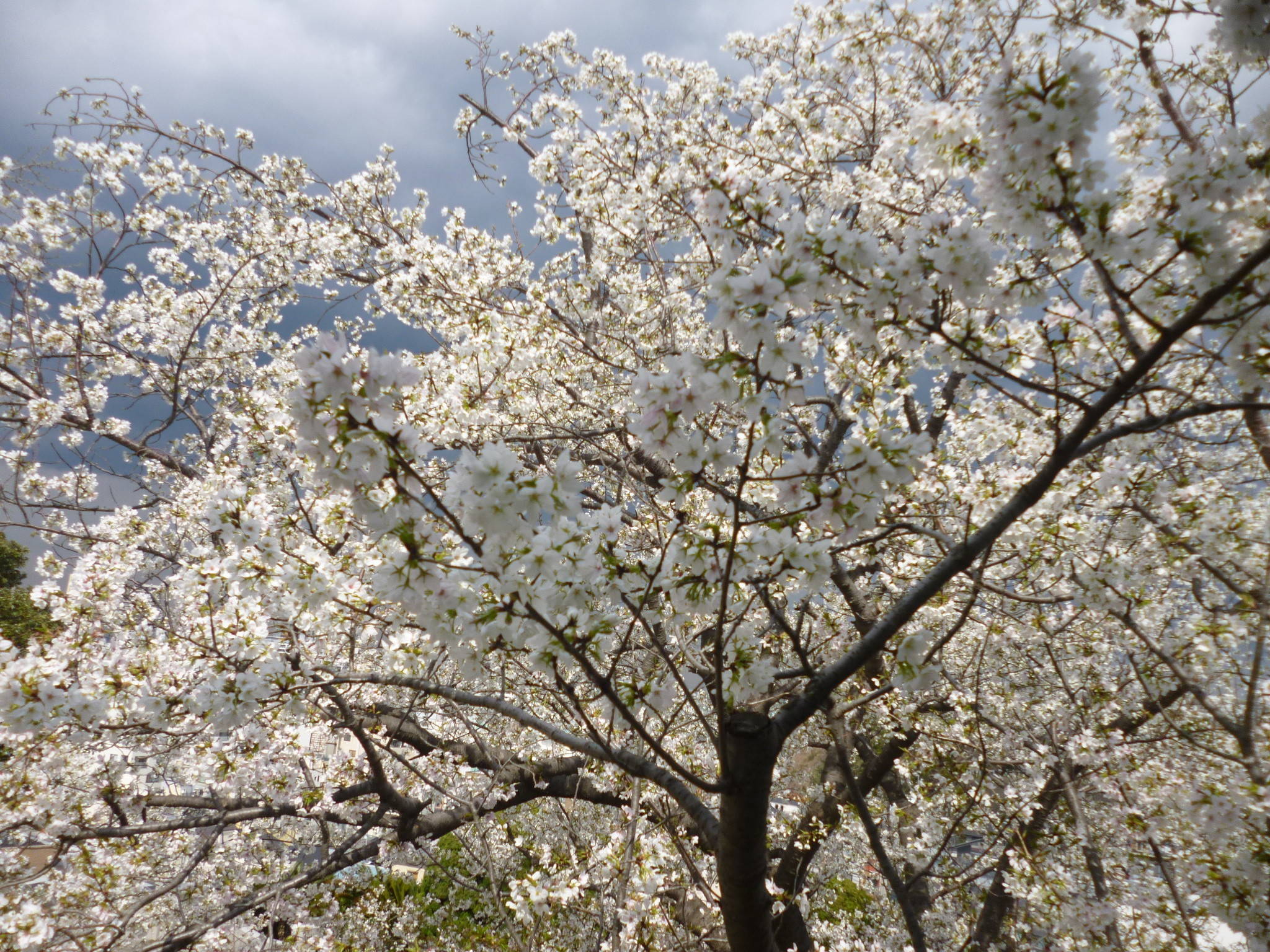 山手イタリア山庭園　桜情報【4/2】の写真
