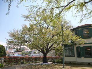 山手イタリア山庭園　桜情報【4/15】