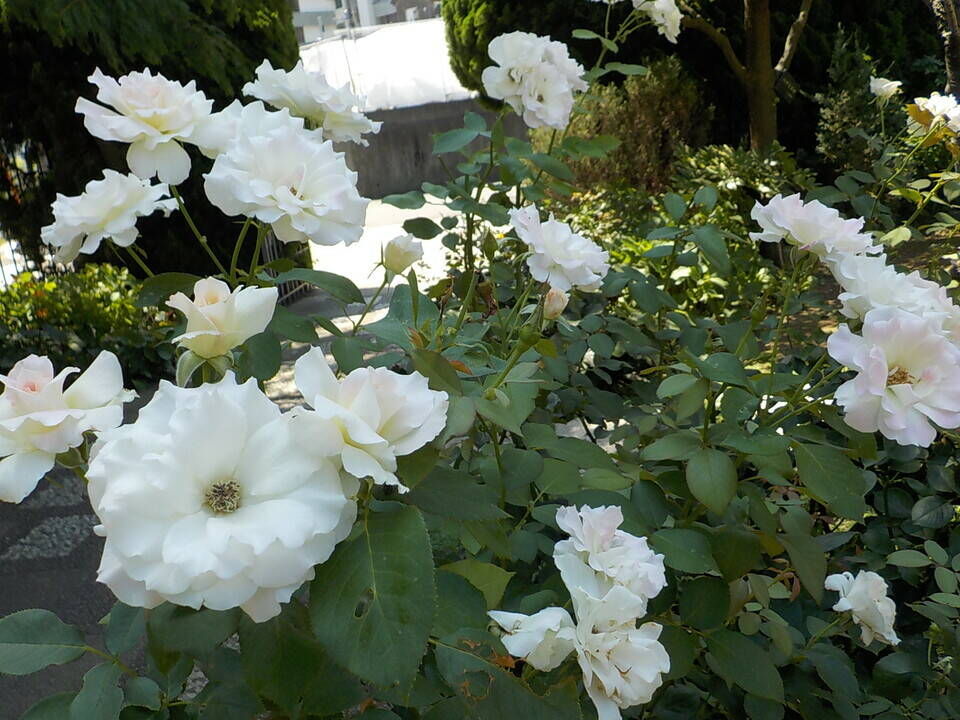 夏の山手イタリア山庭園の写真
