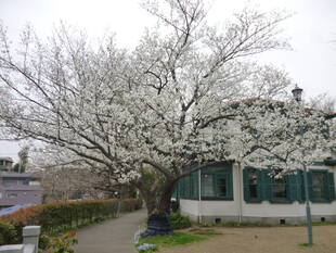 3月2日より山手イタリア山庭園桜開花情報を始めます。