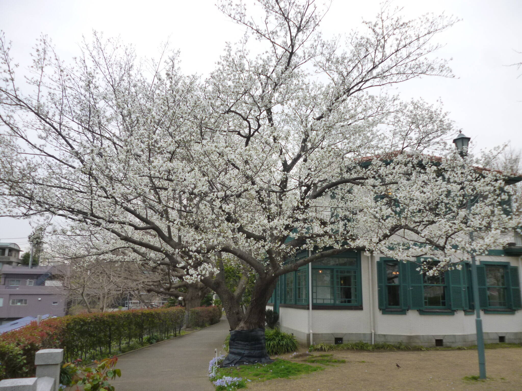 3月2日より山手イタリア山庭園桜開花情報を始めます。の写真