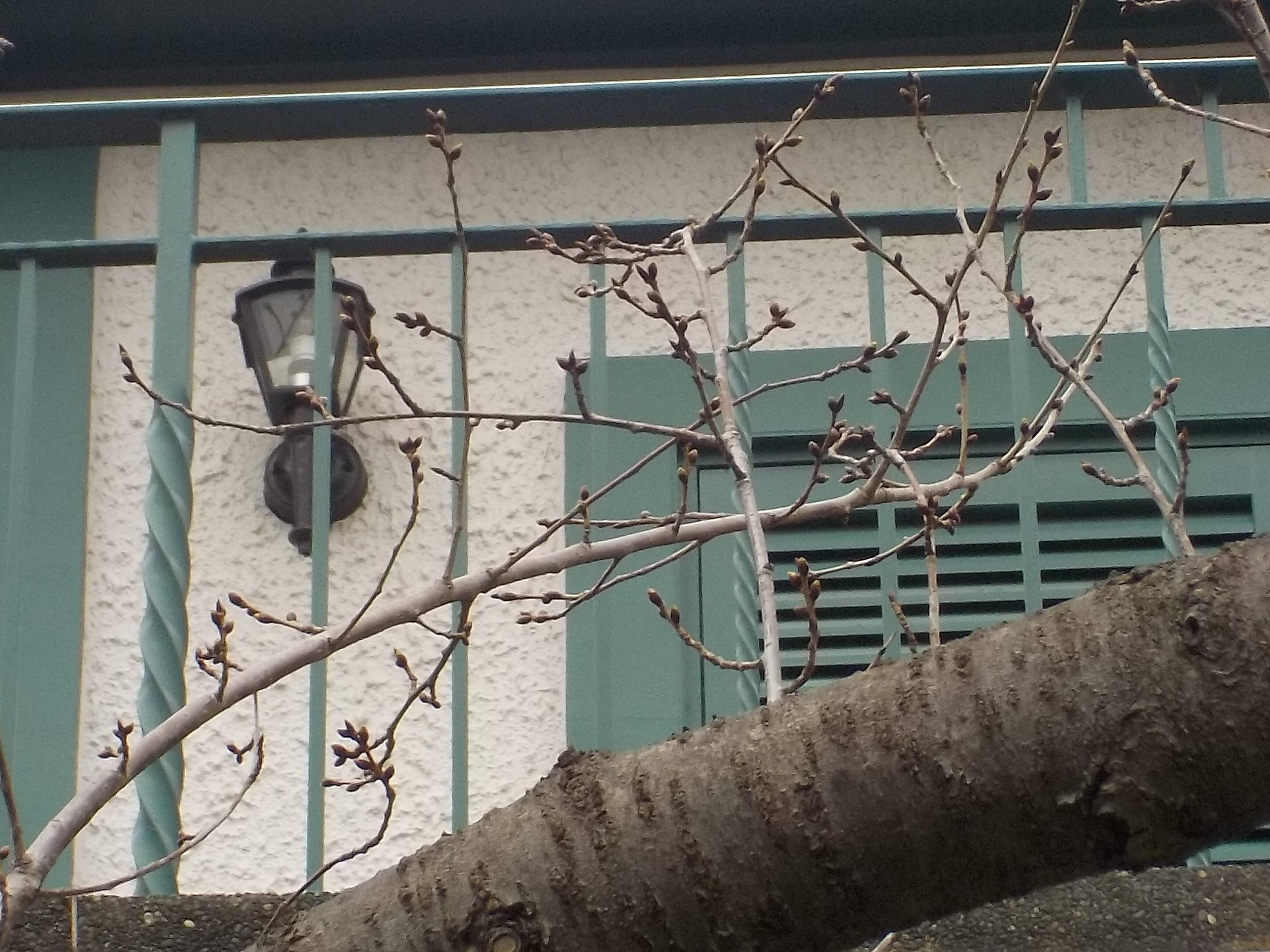 【山手イタリア山庭園】さくら情報 3/7の写真