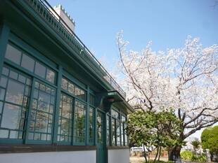 【山手イタリア山庭園】さくら情報　3/27