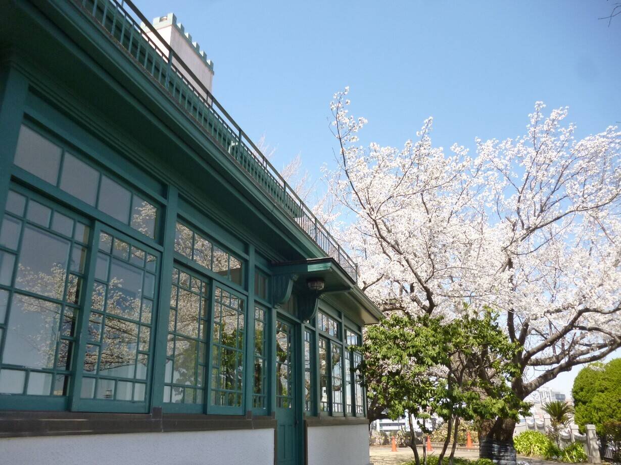 【山手イタリア山庭園】さくら情報　3/27の写真