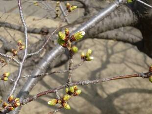 【山手イタリア山庭園】さくら情報　3/14