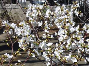 【山手イタリア山庭園】さくら情報　3/21