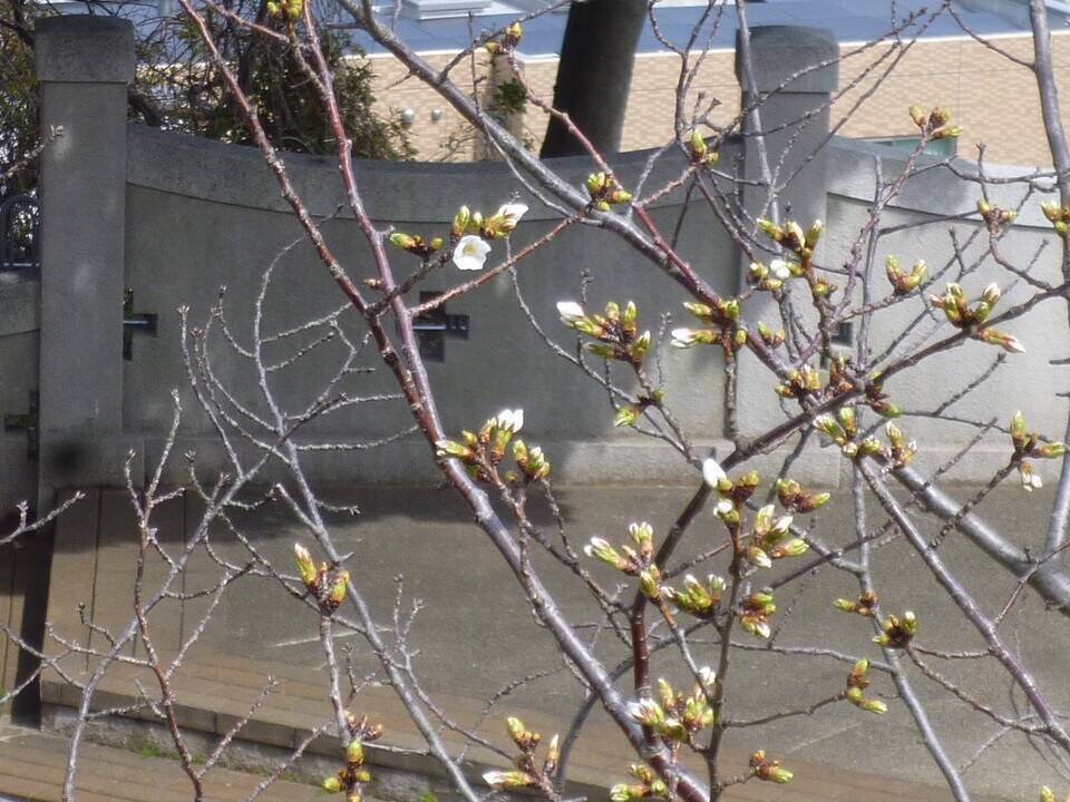 【山手イタリア山庭園】さくら情報　3/16の写真