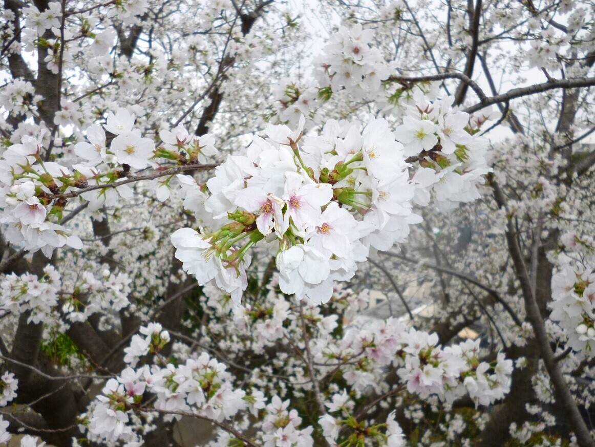 【山手イタリア山庭園】さくら情報　3/23の写真