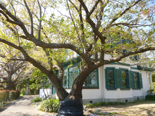 【山手イタリア山庭園】さくら情報　4/6