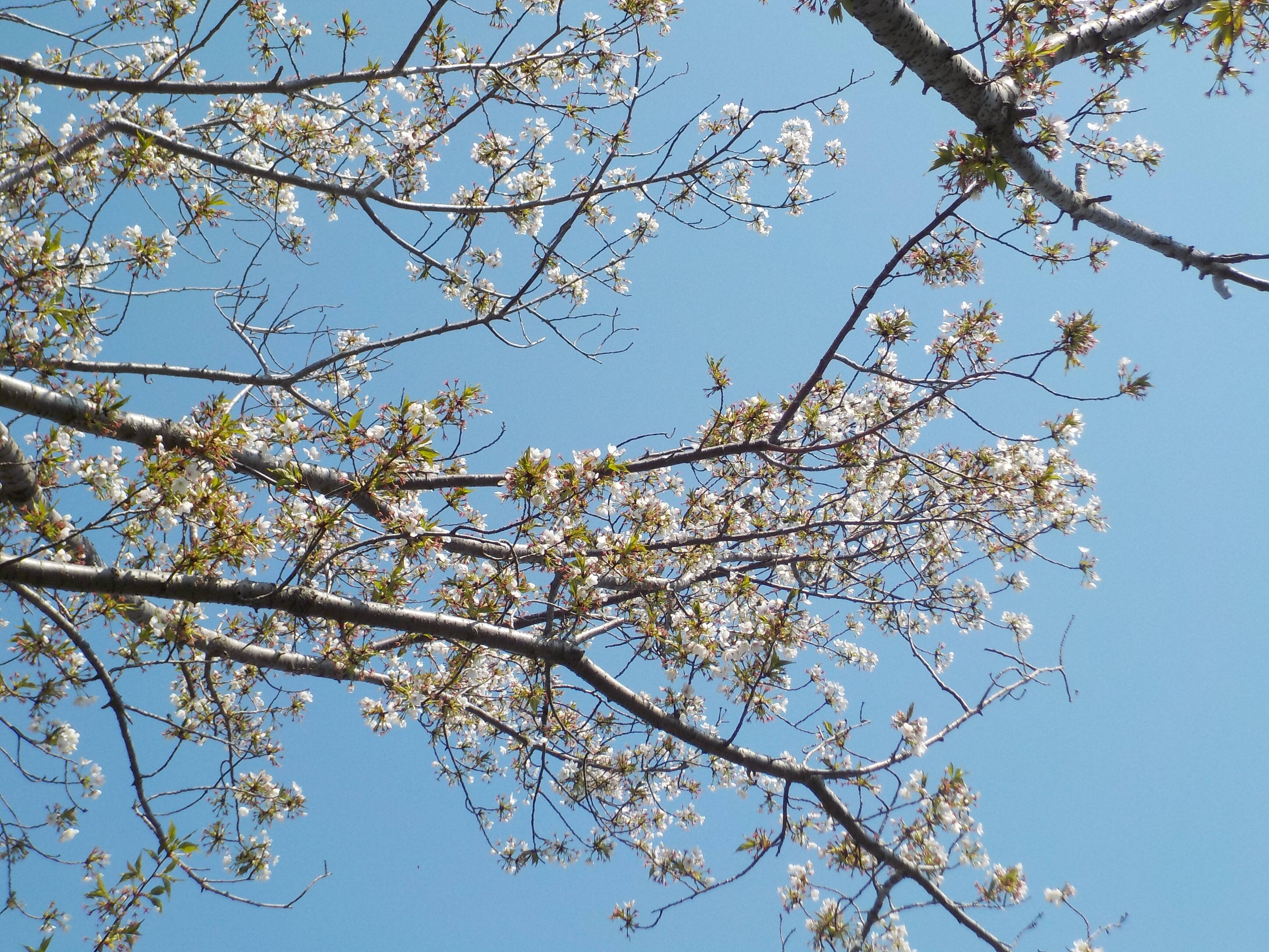 【山手イタリア山庭園】さくら情報　4/4の写真