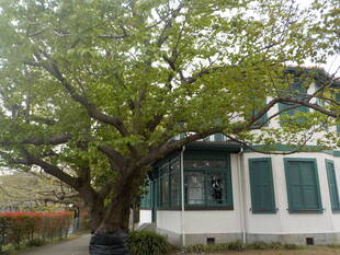 【山手イタリア山庭園】さくら情報　4/17