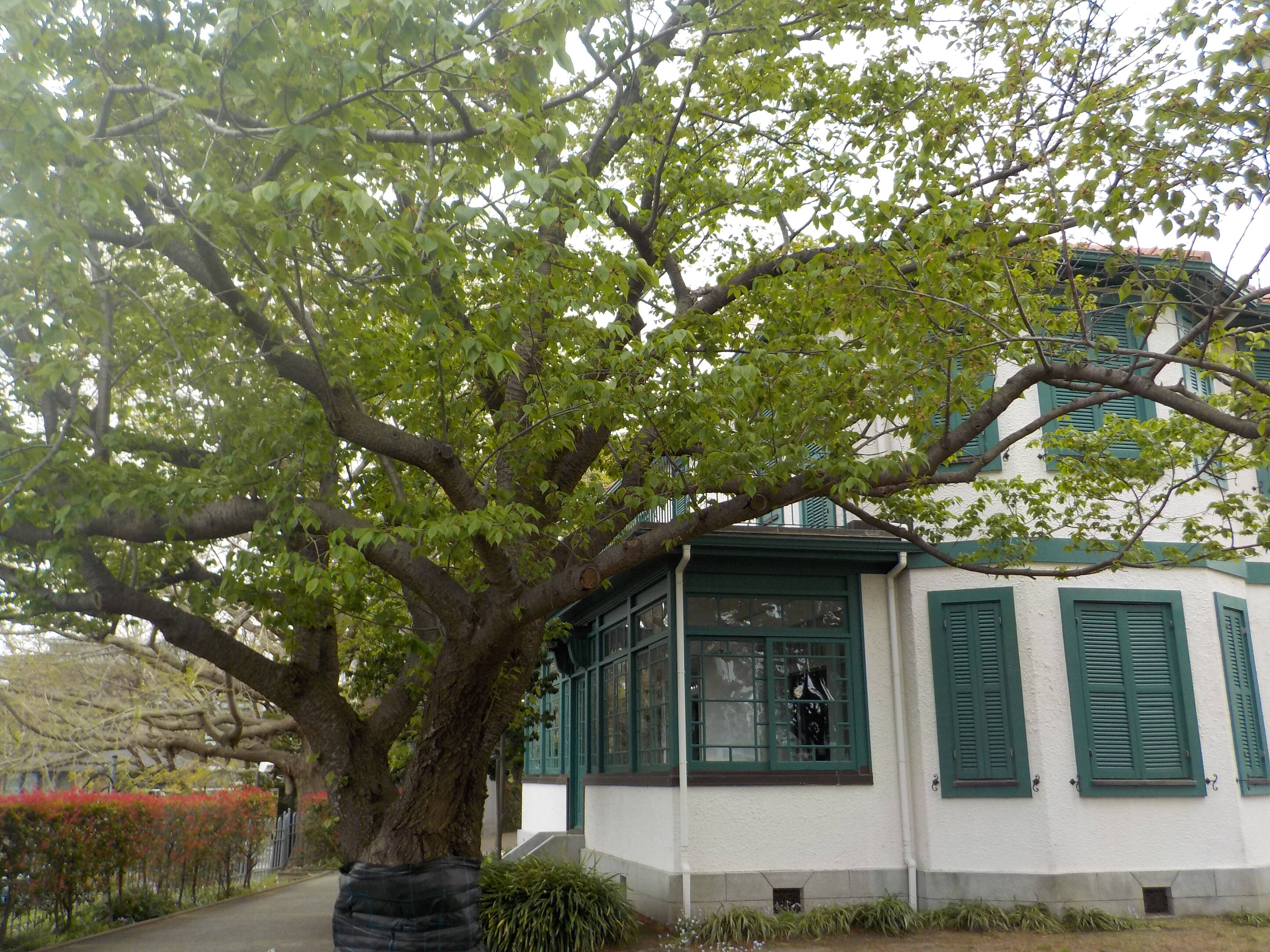 【山手イタリア山庭園】さくら情報　4/17の写真