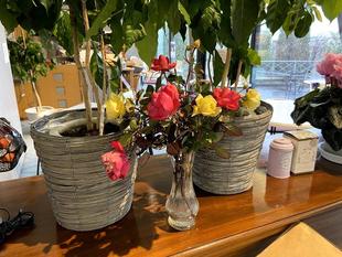 バラの冬季剪定