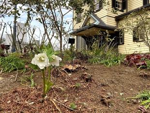 クリスマスローズ