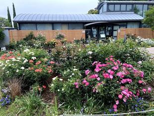 庭園のバラたち