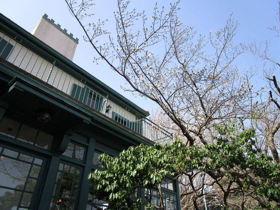 山手イタリア山庭園桜開花情報【3/17】の写真