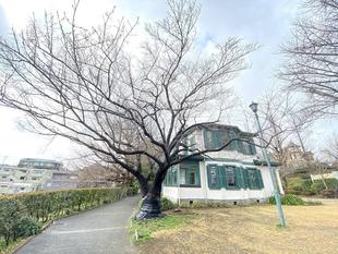 山手イタリア山庭園桜開花情報【3/2】