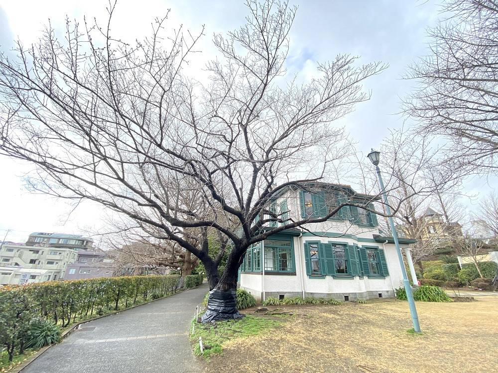 山手イタリア山庭園桜開花情報【3/2】の写真