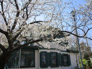 山手イタリア山庭園桜開花情報【3/25】