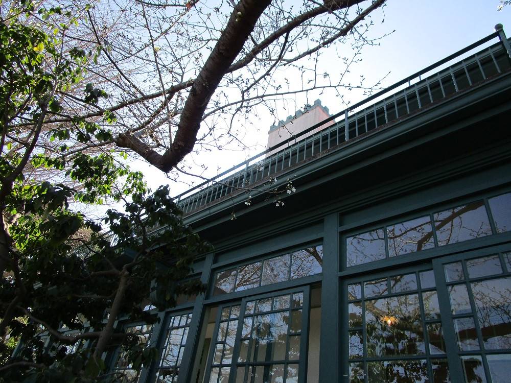 山手イタリア山庭園桜開花情報【3/15】の写真